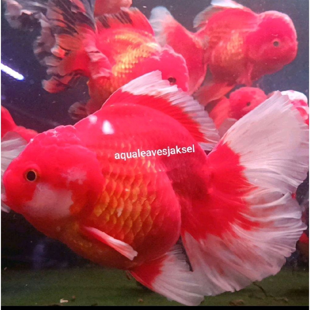 ikan koki oranda red white rosetail