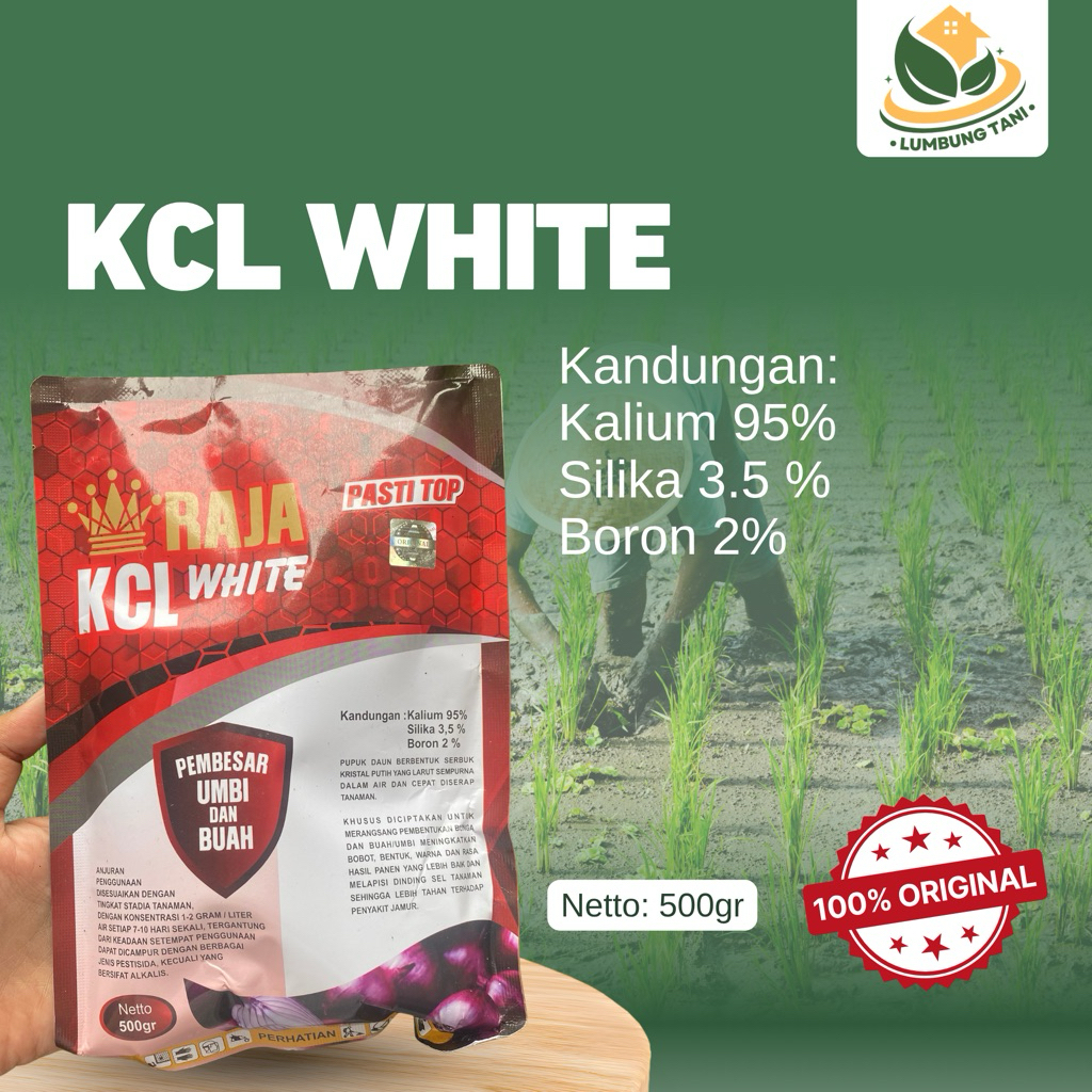 Raja KCL White Serbuk - Pupuk Nutrisi Umbi dan Palawija 500 gram Original - Lumbung Tani