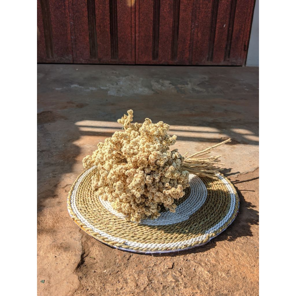 Bunga Abadi Bunga Edelweis Kering Budidaya Gunung Bromo Lawu Merapi