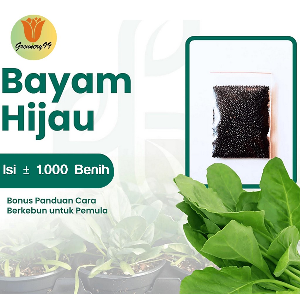 Benih Sayuran Bayam Hijau Hidroponik Unggul