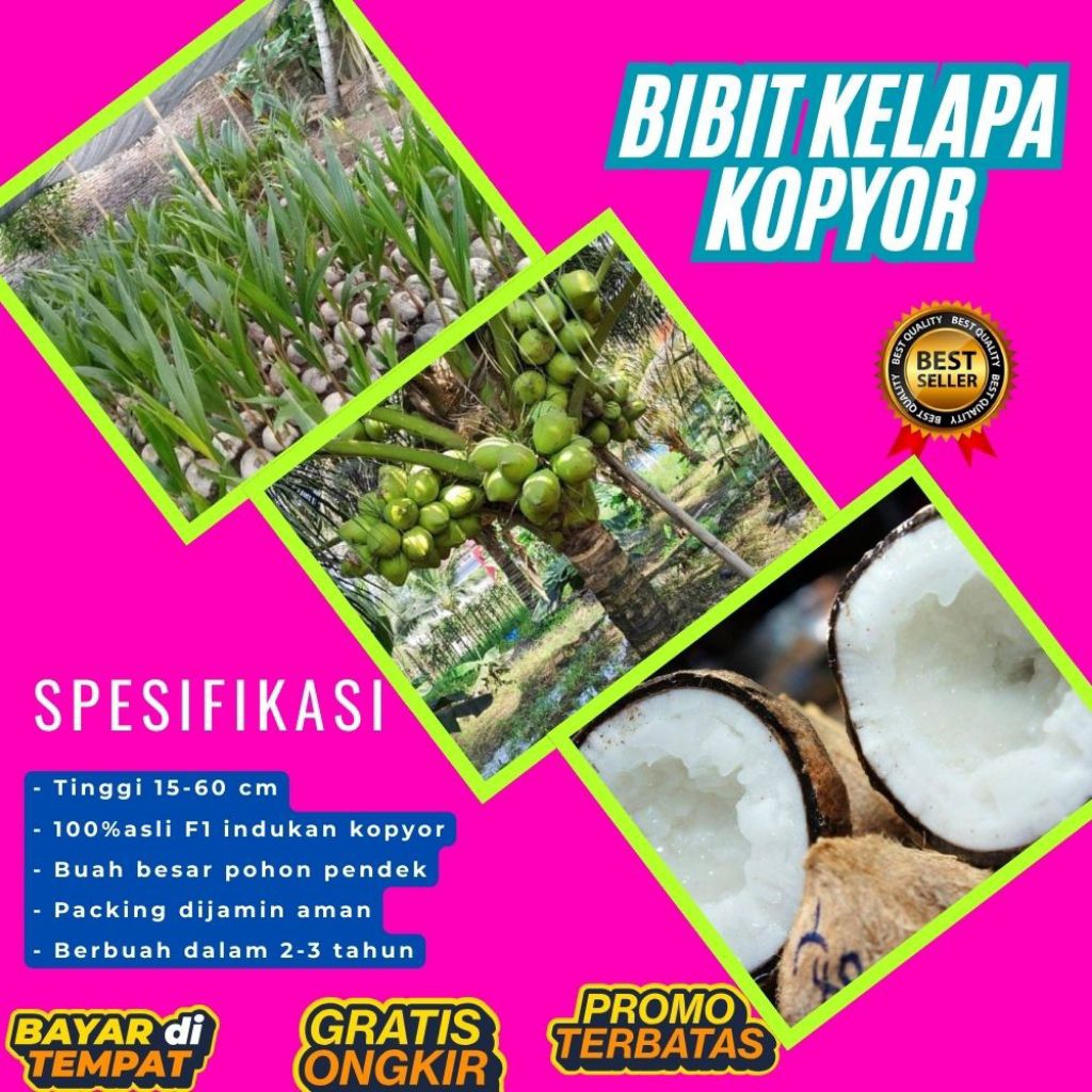 KUALITAS UNGGULAN  Bibit Kelapa Kopyor Madu, Bibit Kelapa Kopyor Super, Bibit Kelapa Kopyor Terdekat