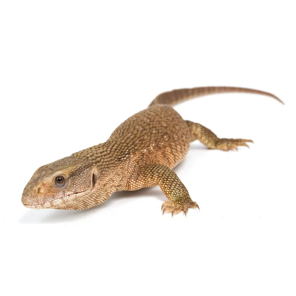 OBRAL Savannah Monitor Savmon Biawak savanah gurun bukan iguana gecko