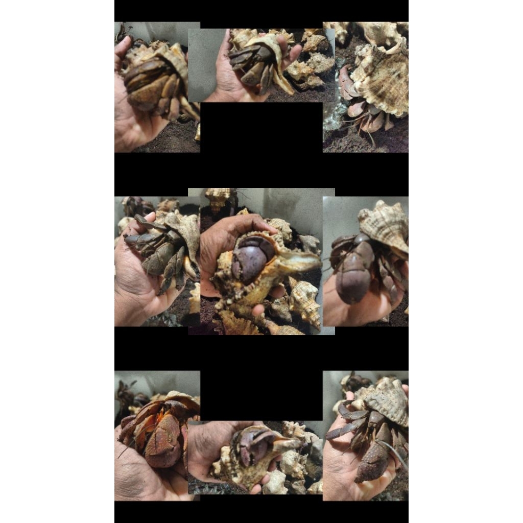Keong Darat Jumbo Hidup / Hermit Crab Darat Besar – Hewan Peliharaan Unik – Kualitas Sehat & Aktif