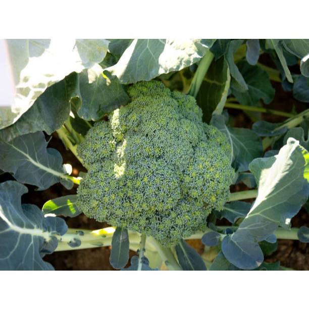BIBIT BROKOLI HIJAU HYBRID