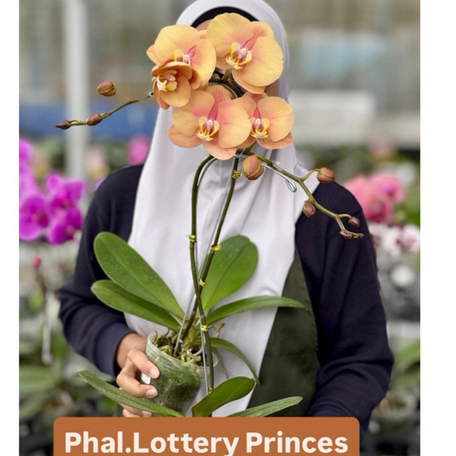 ANGBUL JUMBO MEKAR KONDISI KNOP MEKAR