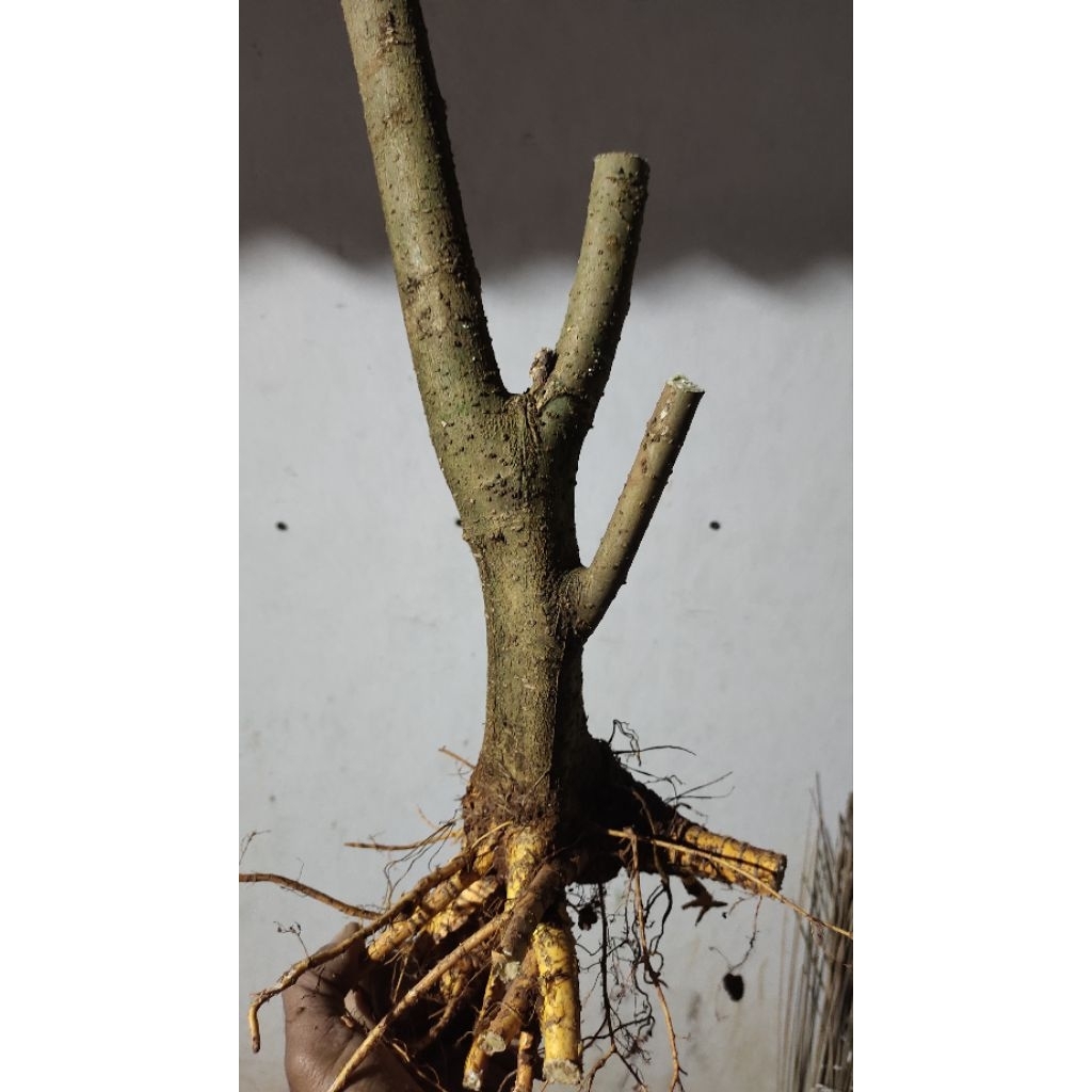 bahan bonsai dongkelan murbei realpic sesuai gambar