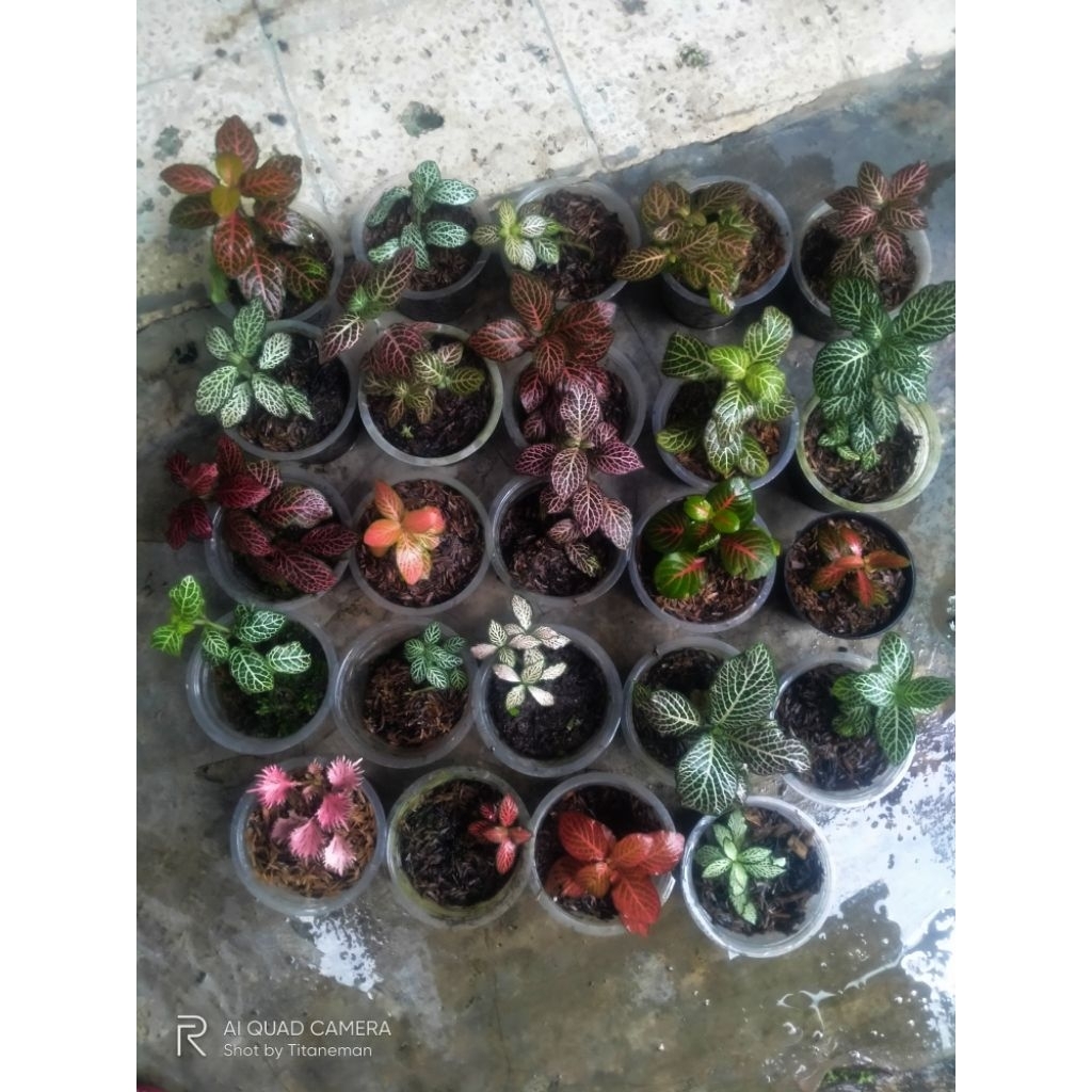 Fittonia paket mix
