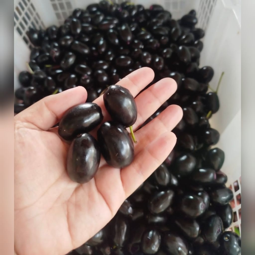 Buah Juwet Langka Fresh 1kg