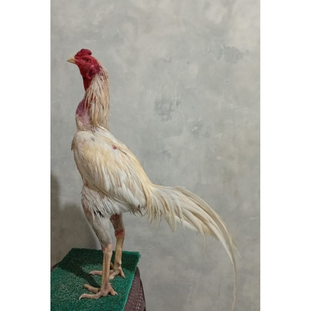 Ayam BK - Pluker plucker  tarung jago brakot teknik