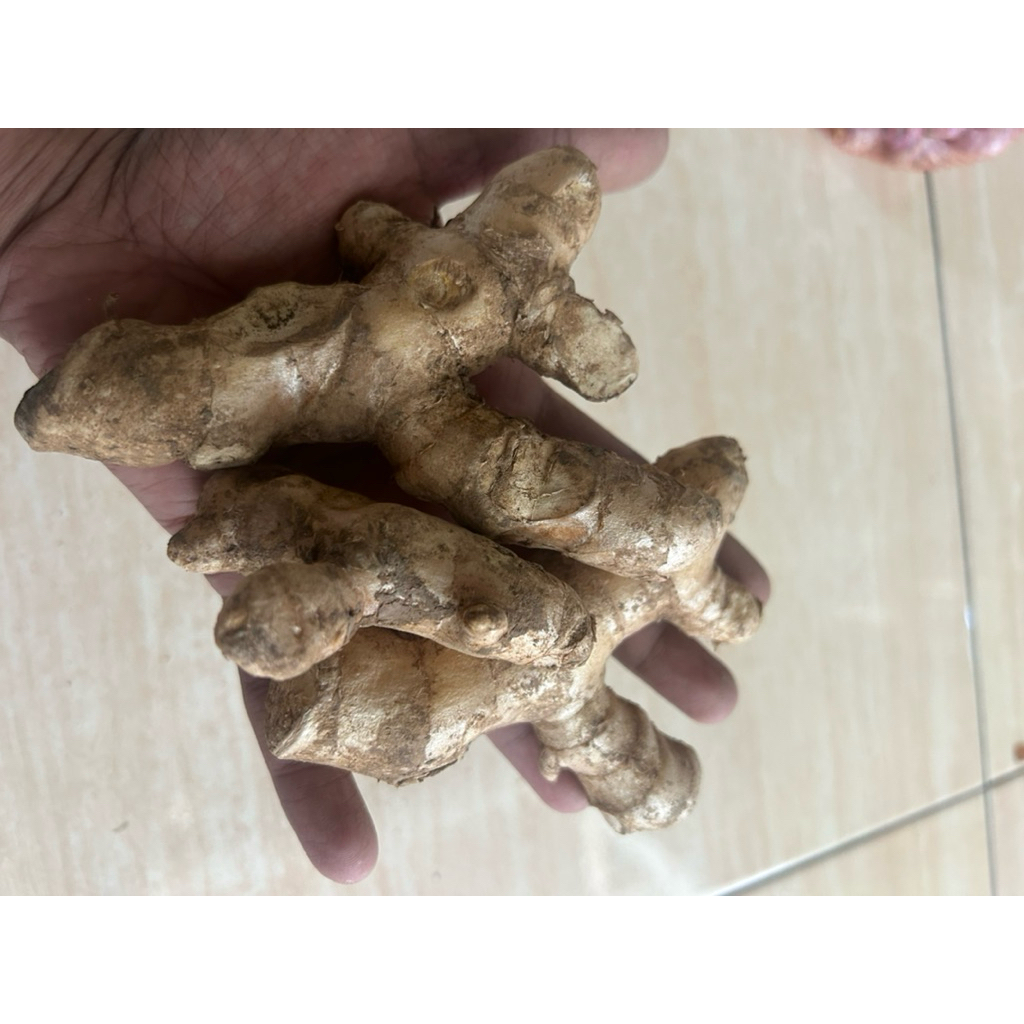 temuireng/ temu hitam/ temu erang/ temu lotong