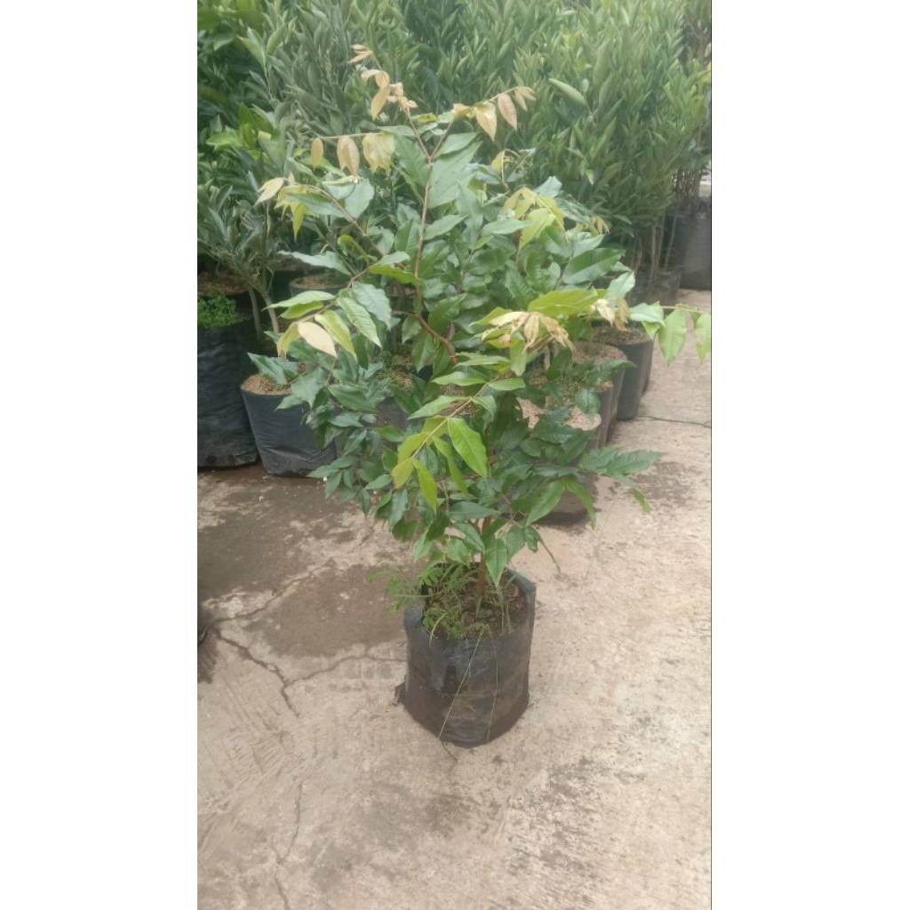 Anggur pohon jenis preco