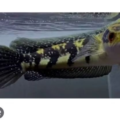 [ MINYAK IKAN ] CHANNA GREEN MARULIUS KALTARA ORI 12-13CM