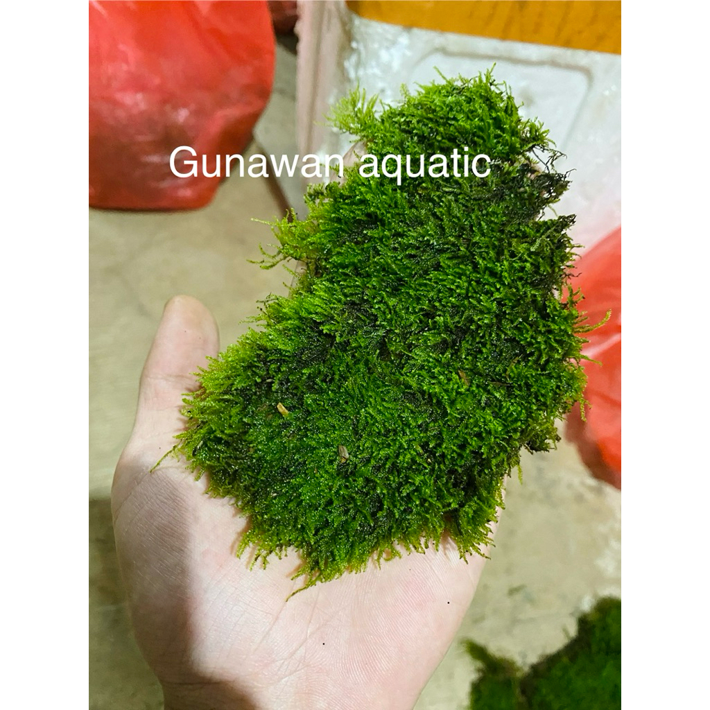 Java moss darat paludarium terrarium aquascape