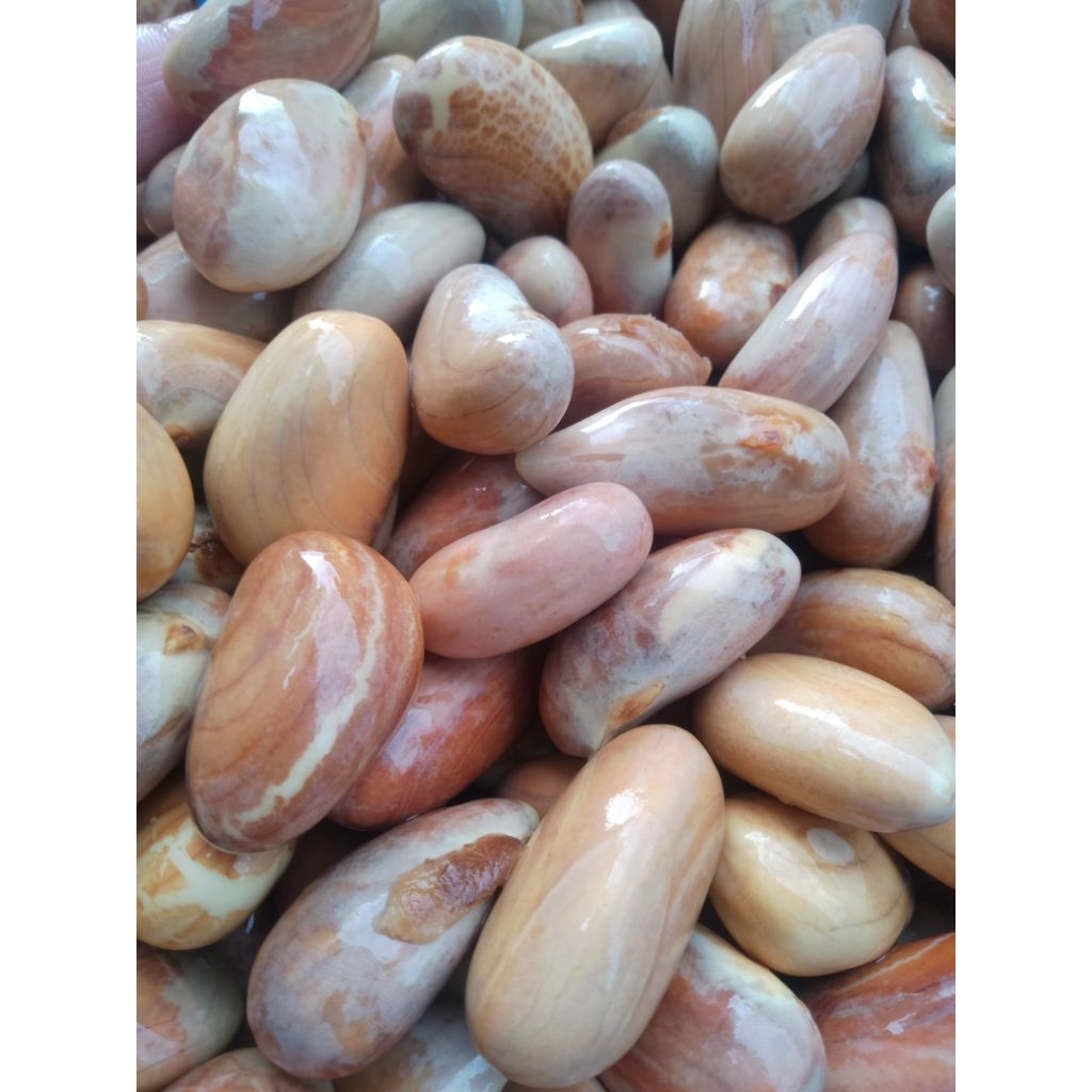 PAKET HEMAT 15 KG BIJI NANGKA SEGAR / BIJI NANGKA