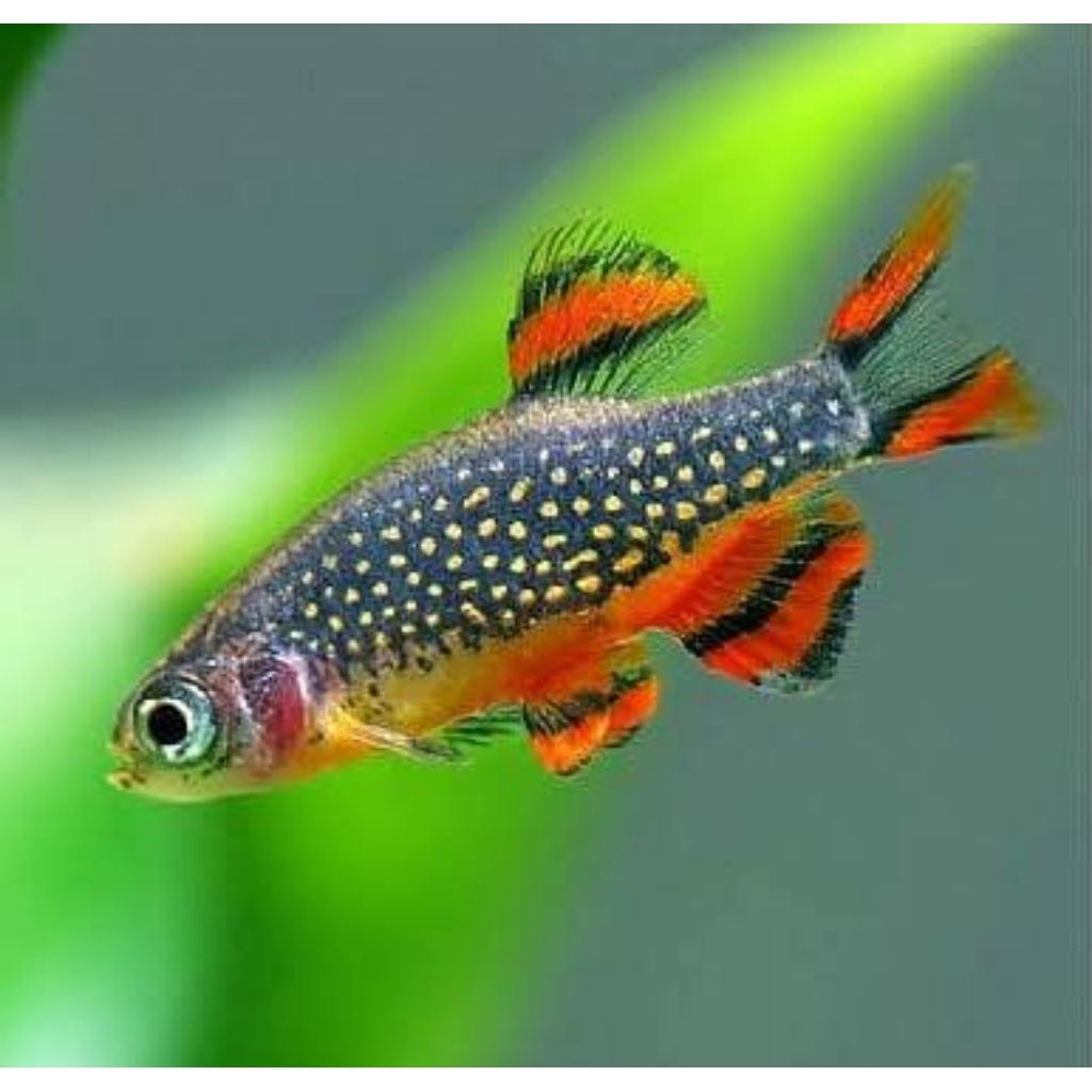 Rasbora galaxy