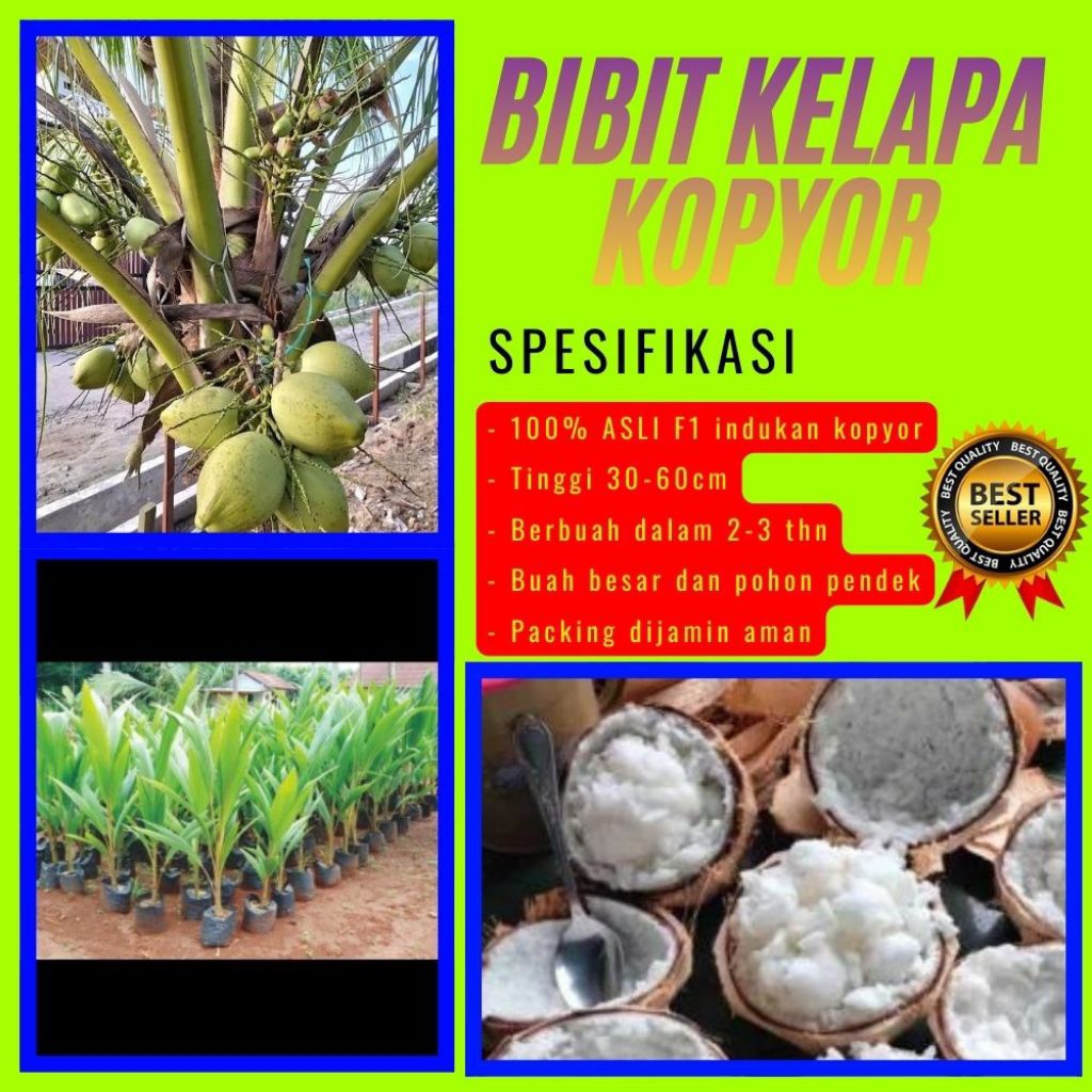 KUALITAS TERBAIK  Bibit Kelapa Kopyor Kultur Jaringan, Bibit Kelapa Kopyor Madu