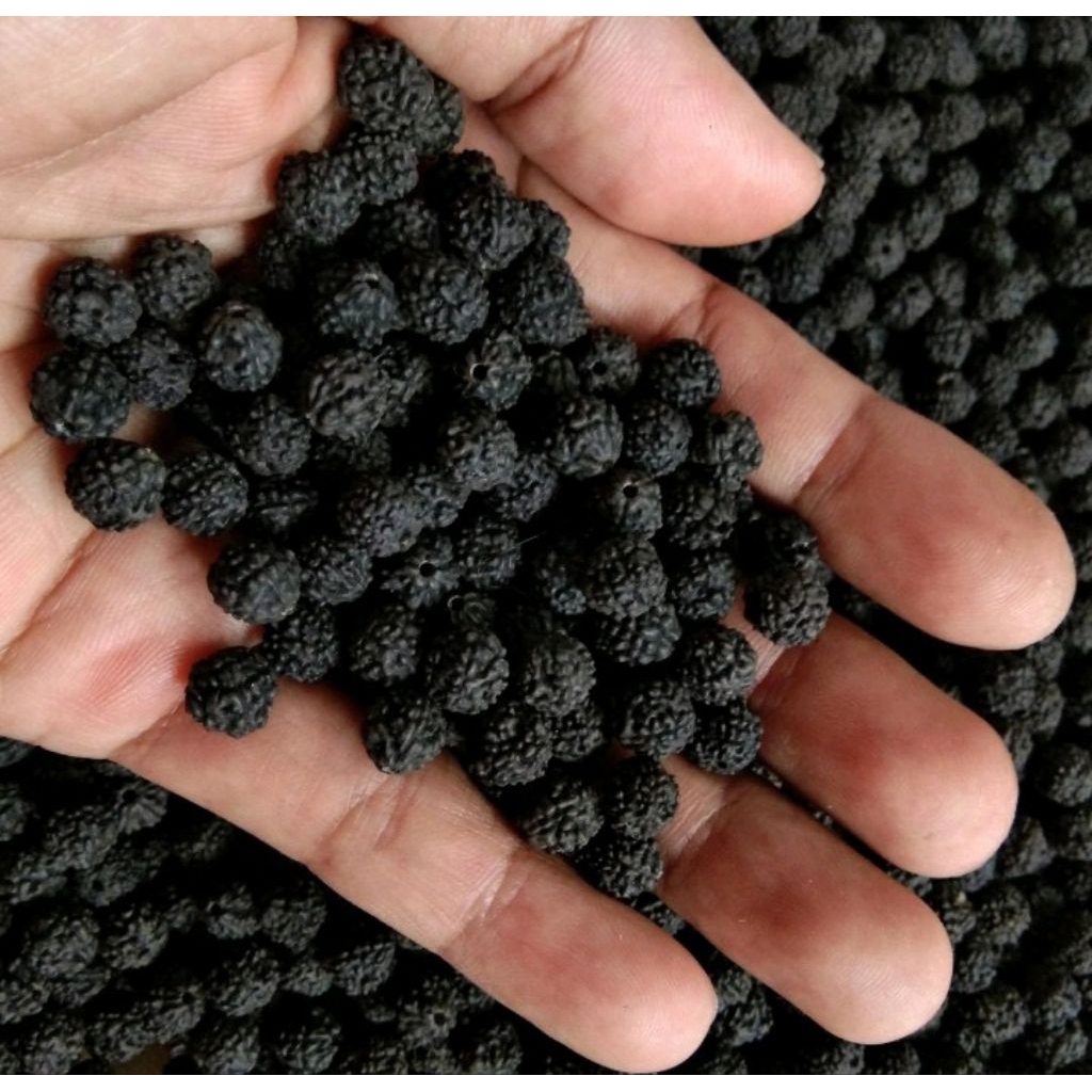 Jenitri asli hitam pekat sudah dilobang 1.5mm tidak luntur ukuran kecil