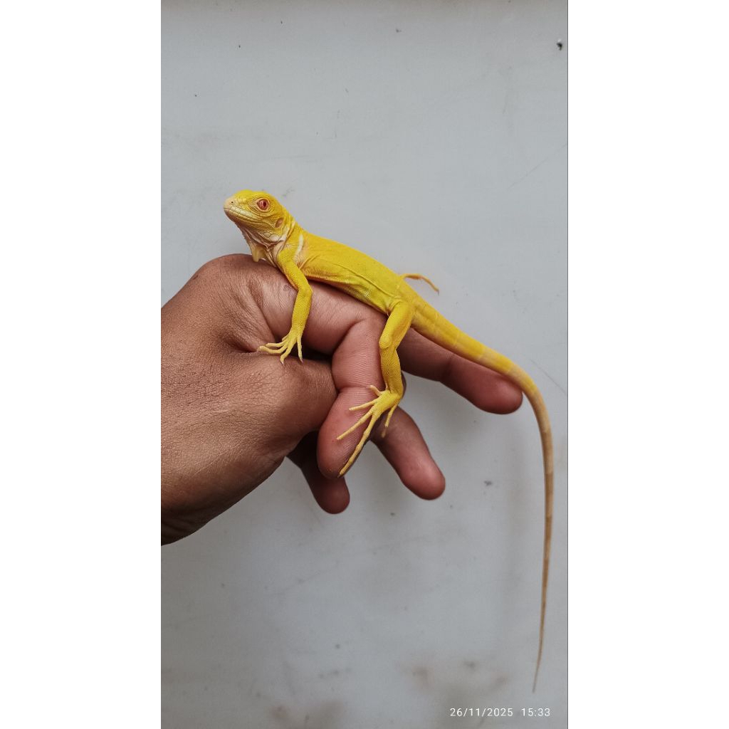 figure iguana albino