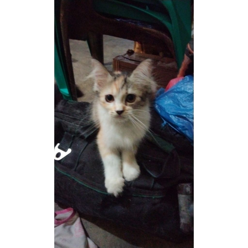kucing Persia kitten Persia open adopsi kucing medan