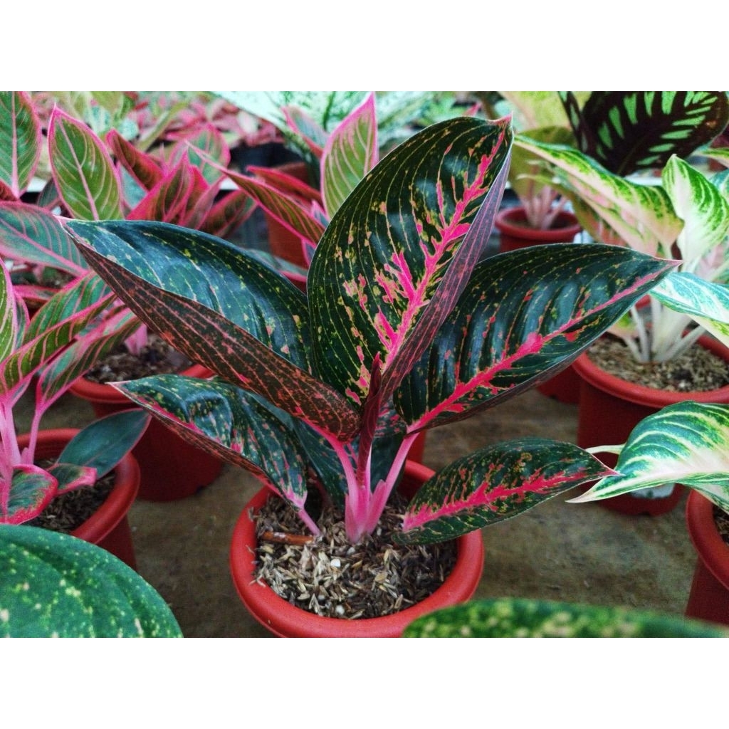 Aglaonema Adelia