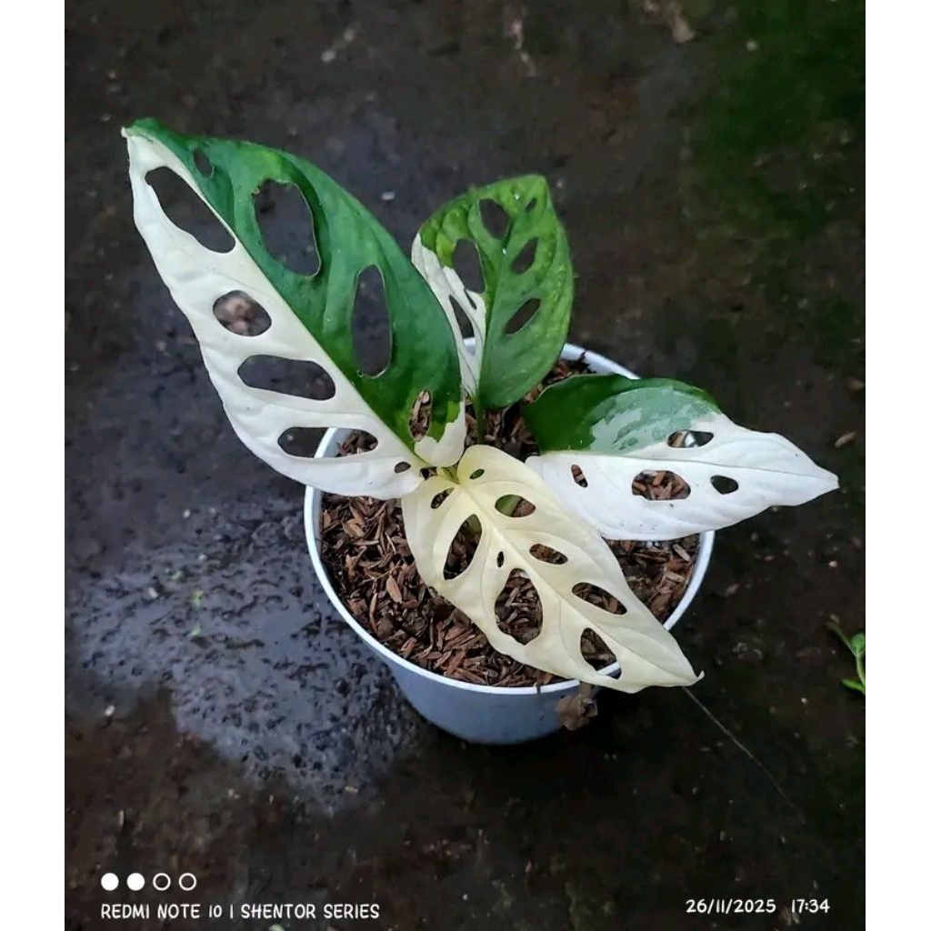 janda bolong variegata jepang