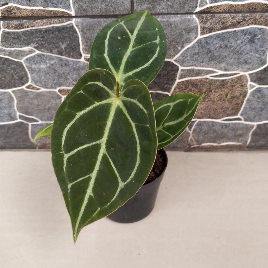 Anthurium Kuping Gajah Black Magnificum X Papillaminum Tanaman Hias 100% Sesuai Foto Yang Ditampilka