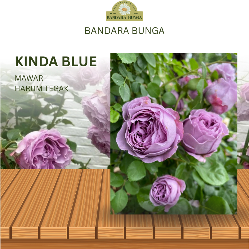 Tanaman Hidup Bibit Bunga Mawar Import  KINDA BLUE -Mawar import-Mawar hidup-Tanaman hias hidup-Mawa