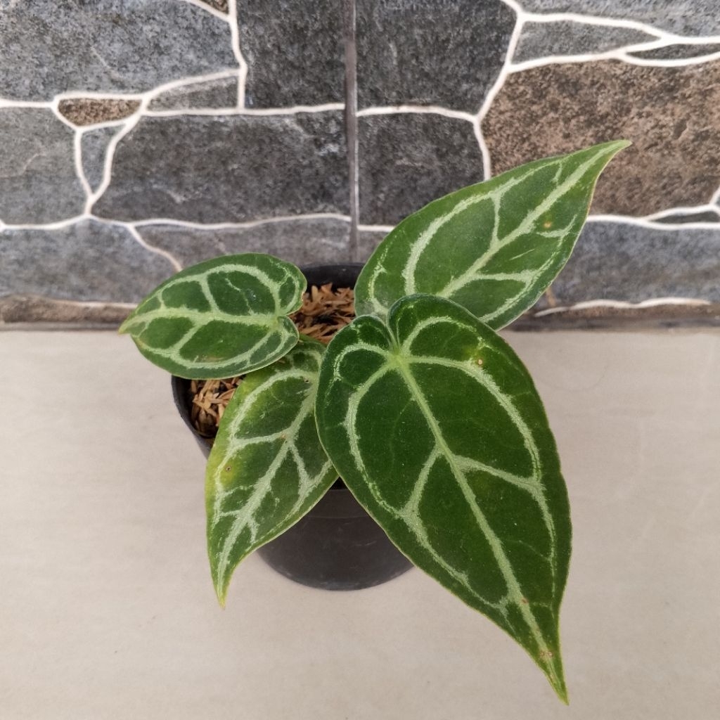 Anthurium Kuping Gajah Forgetii X Silver Tanaman Hias 100% Sesuai Foto Yang Ditampilkan