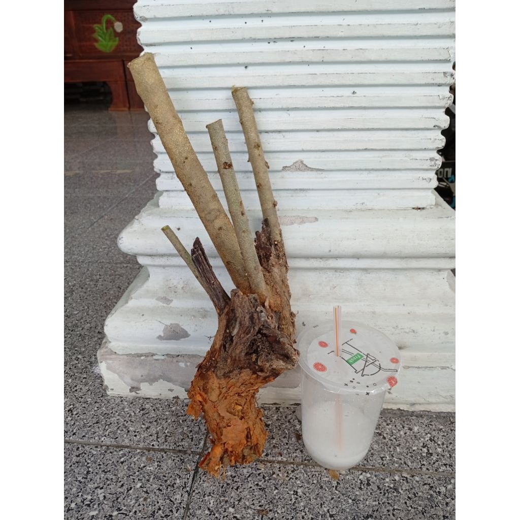 sisirkaliage dongkelan akar batang sisir bahan bonsai