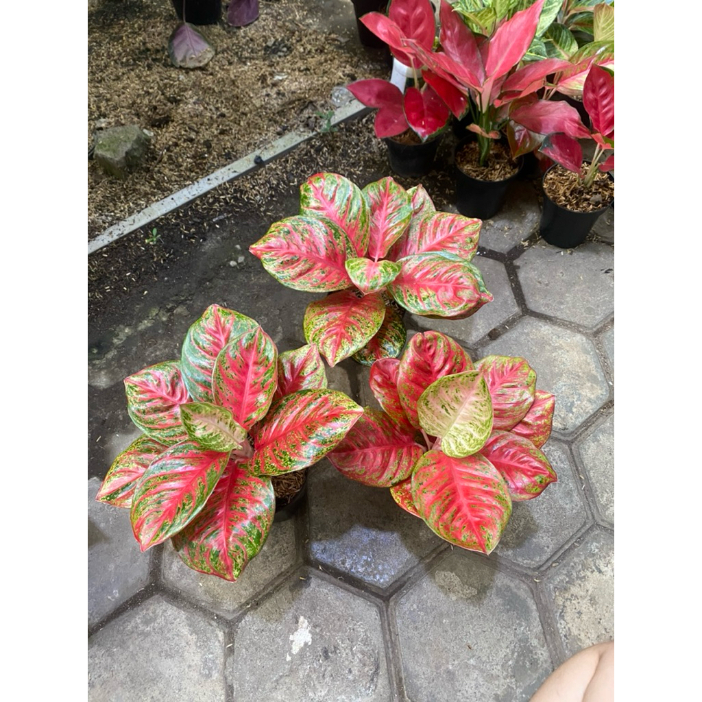 AGLAONEMA WULANDARI