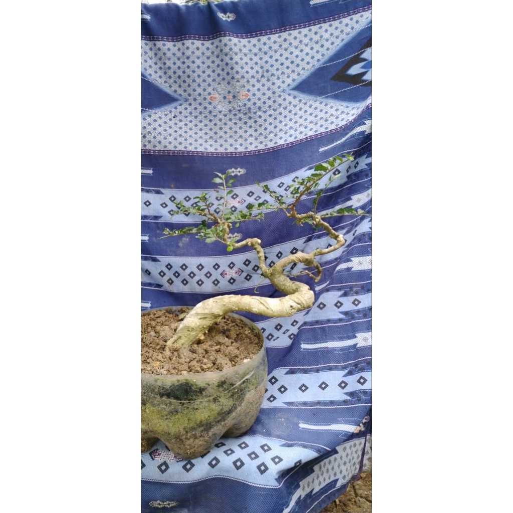 bonsai serut bonsai streblus asper bonsai jadi siap pajang bonsai prospek bonsai meliuk bonsai ekstr