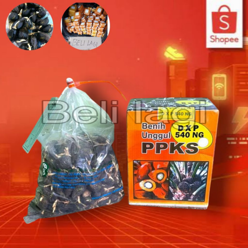 bibit kecambah sawit ppks540 isi 250 butir
