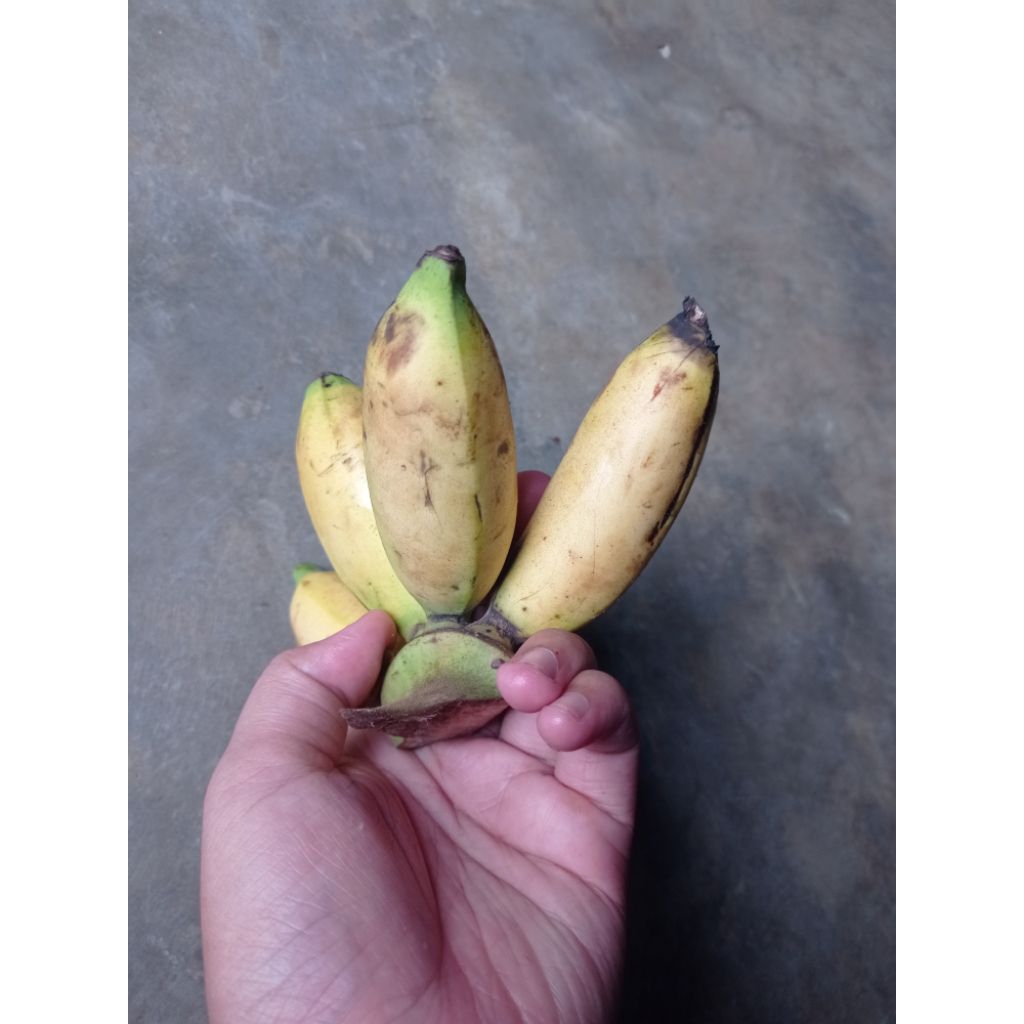 pisang mas