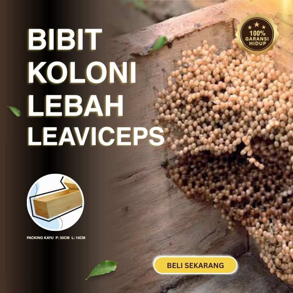 Lebah klanceng/bibit klanceng/Leavicep/kelulut/teuweul