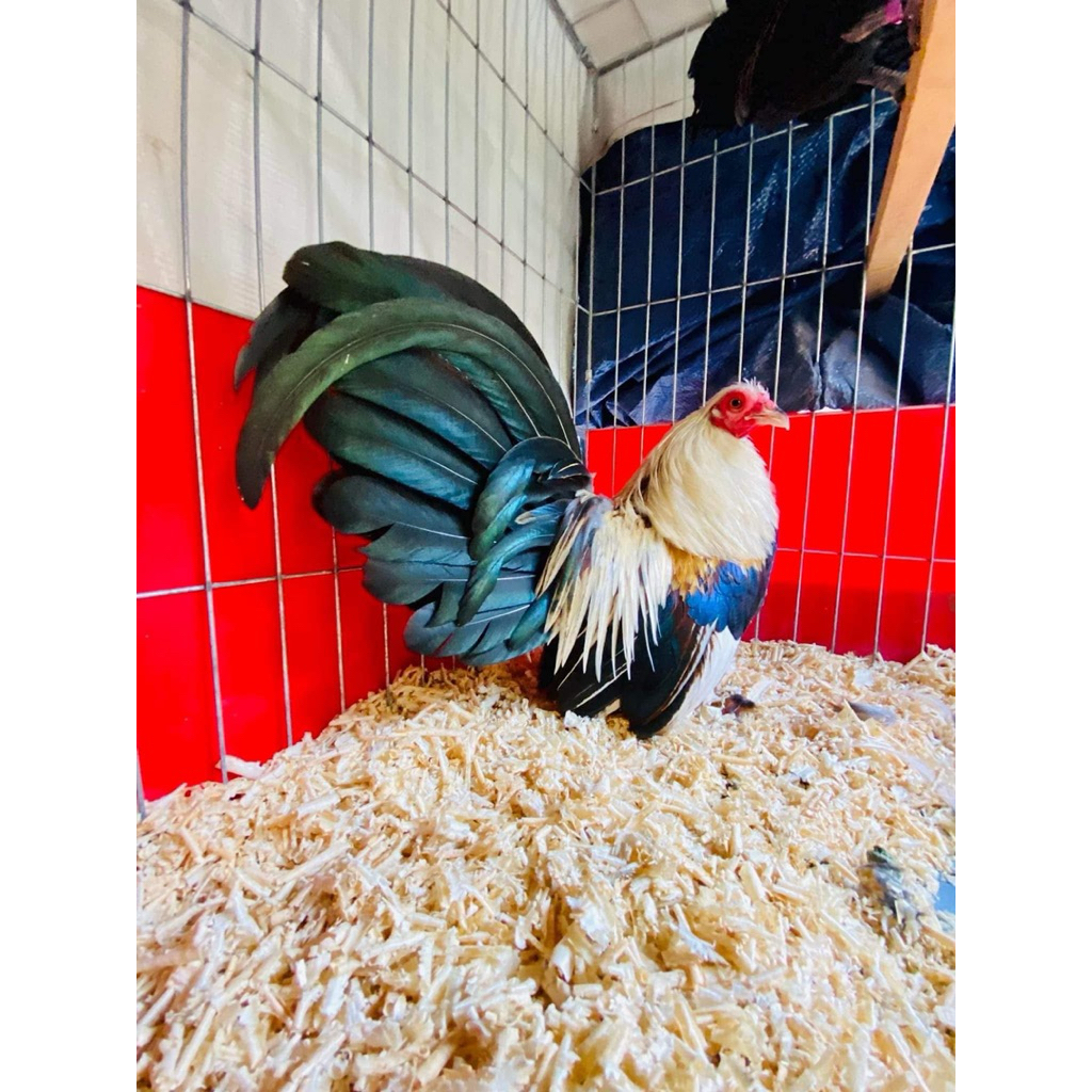 TELUR FERTIL AYAM KATE FAWN UNTUK DI TETASKAN