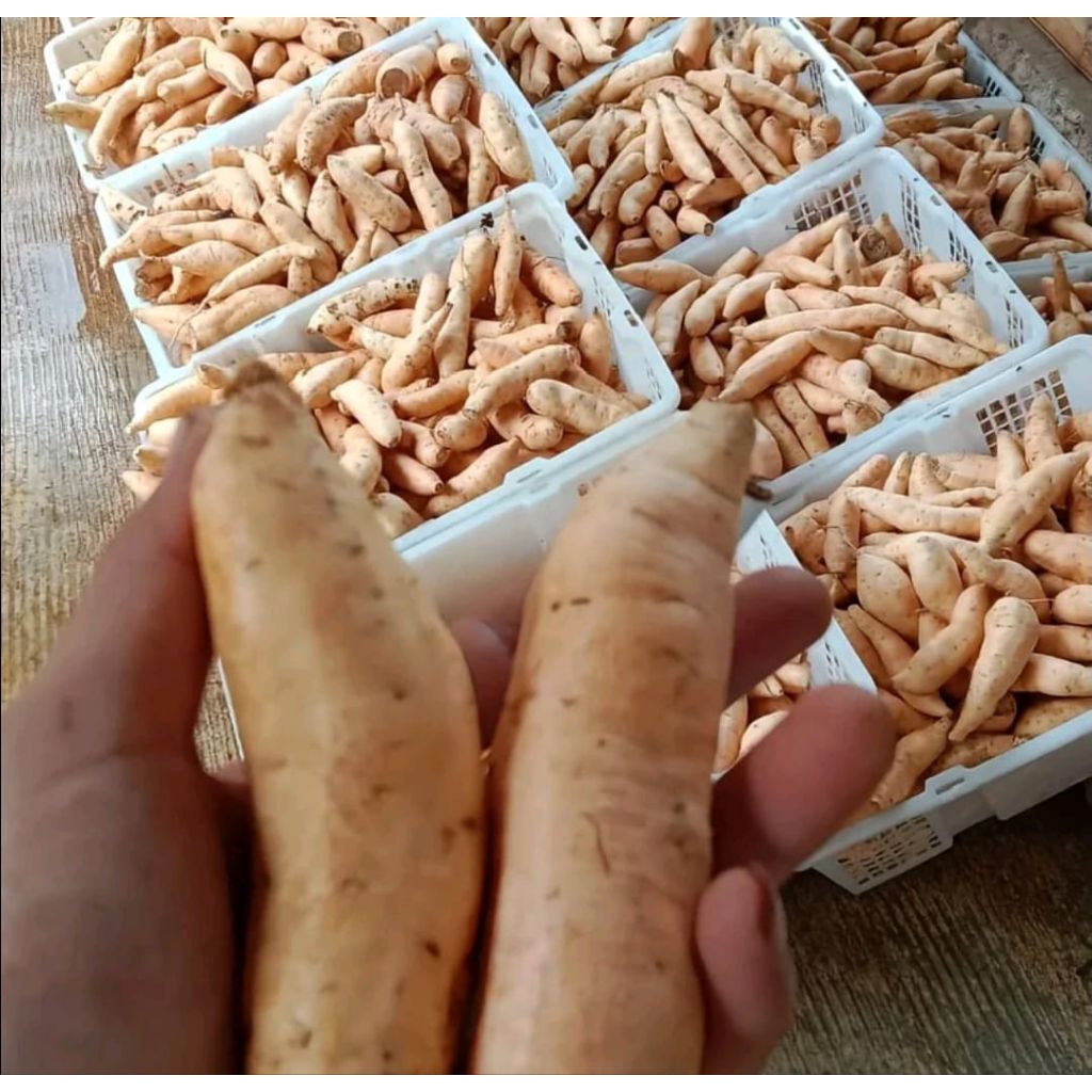 UBI MADU ASLI CILEMBU UKURAN SEDANG CUKUP 1 KG  UBI SIMANIS LEGIT