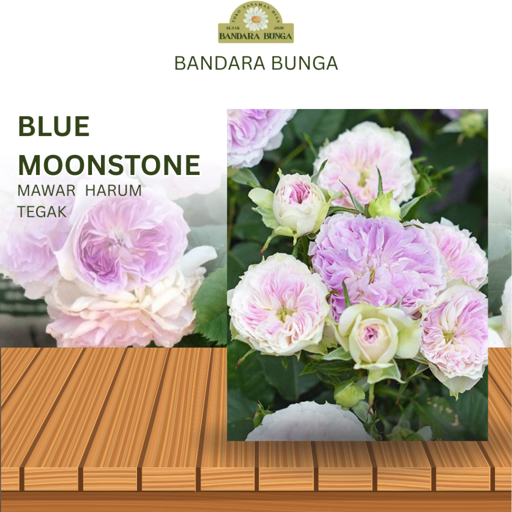 Tanaman Hidup Bunga Mawar Import Blue moonstone-mawar ungu-mawar wangi - Mawar wangi tegak - Mawar U