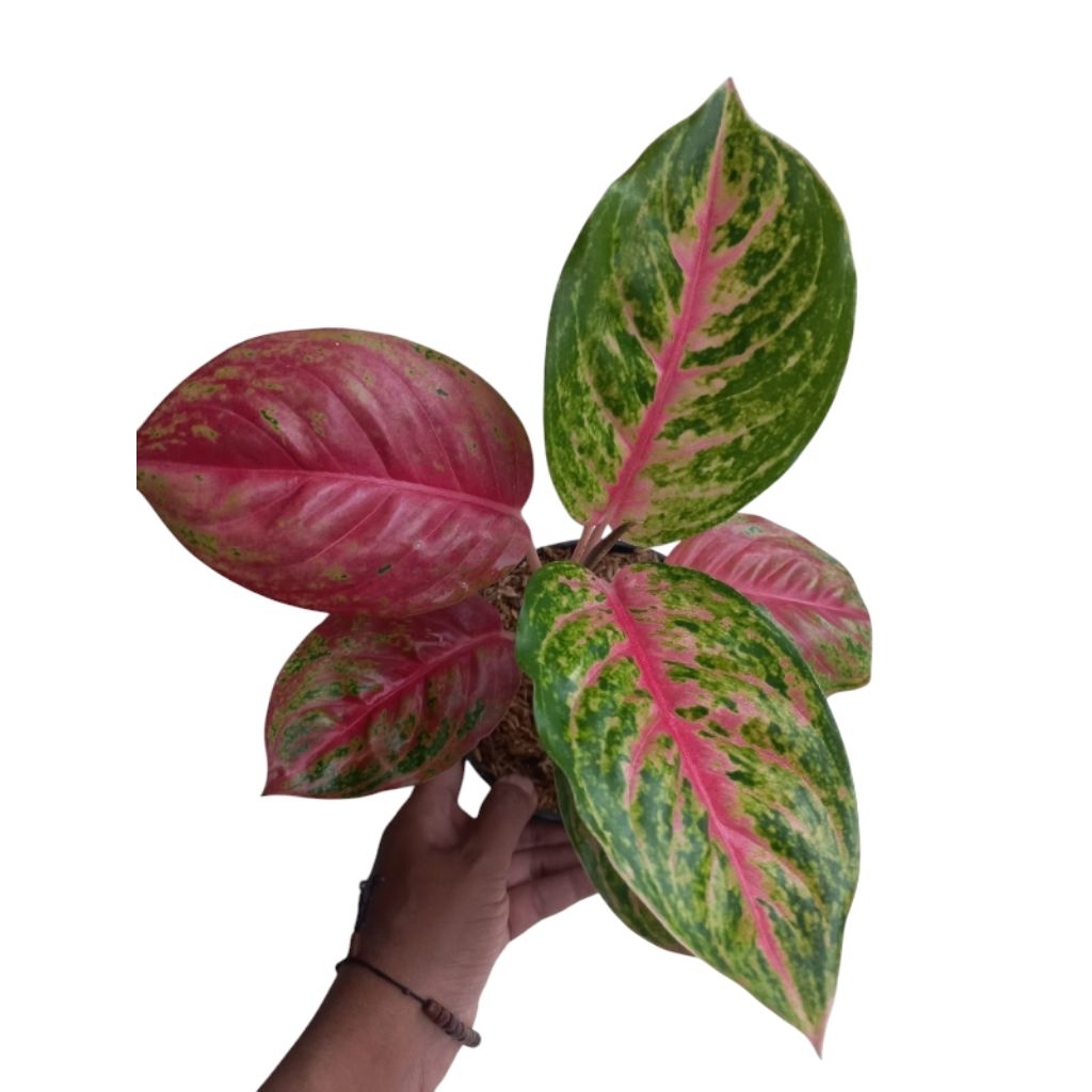Aglonema Andini Size Dewasa Daun Besar Rimbun