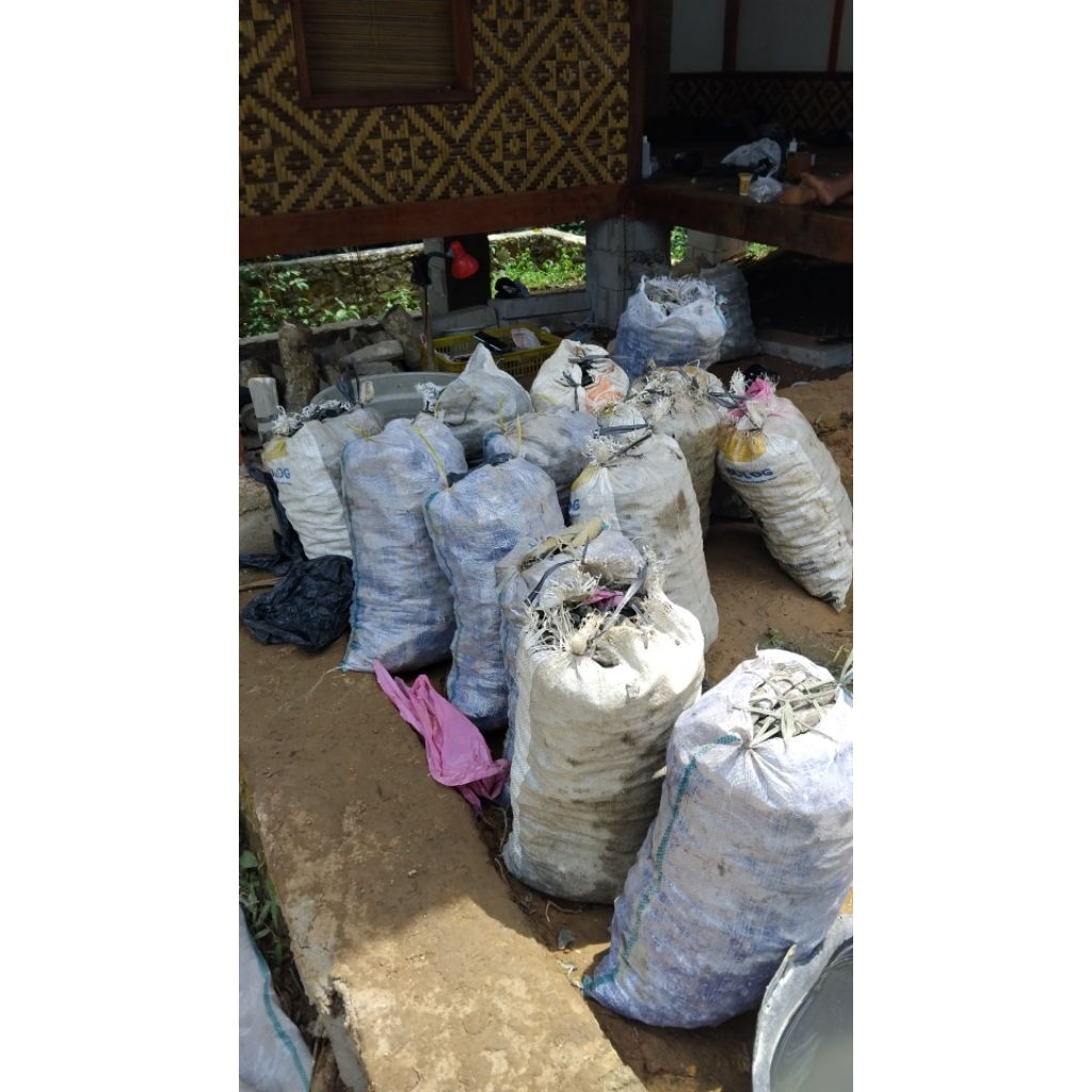 NATURALSEMPUR_Balack_opal_sempur