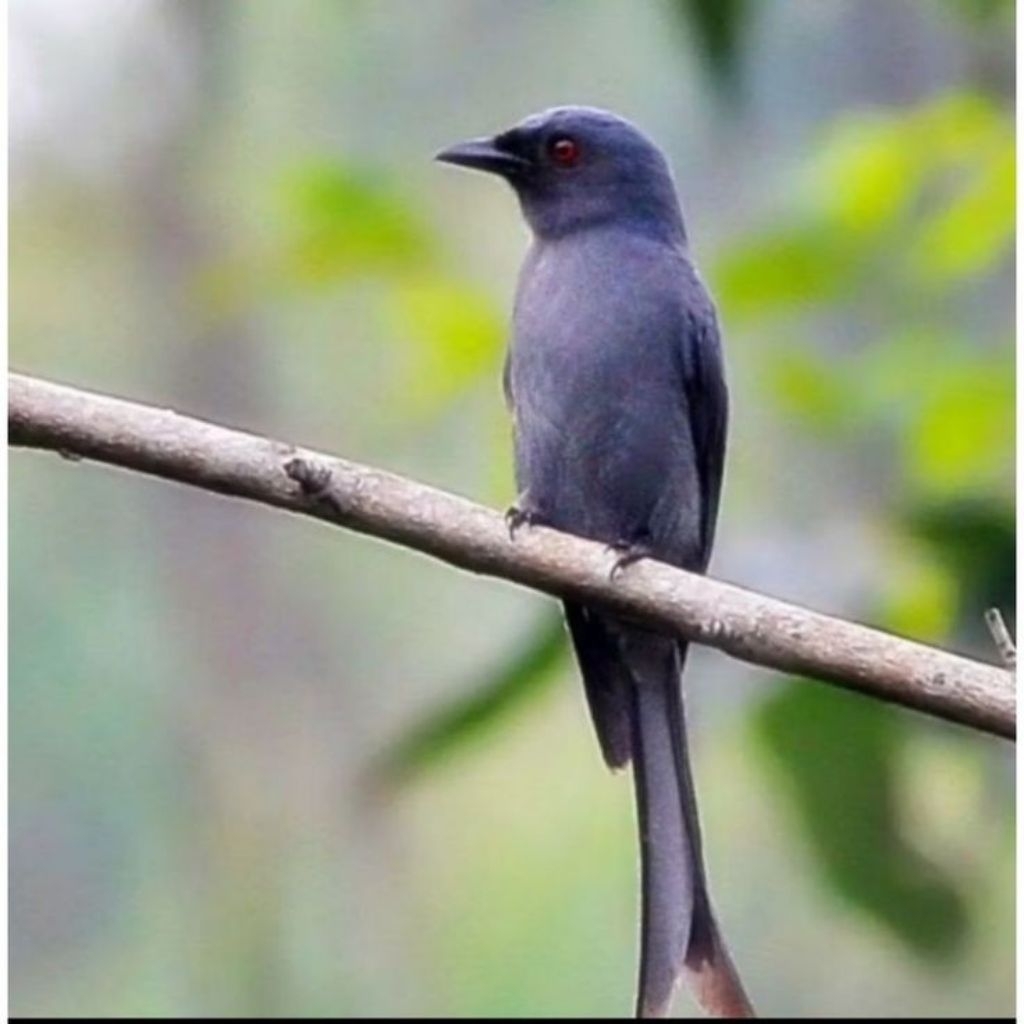 Burung srigunting abu ORI Jawa pilihan jantan