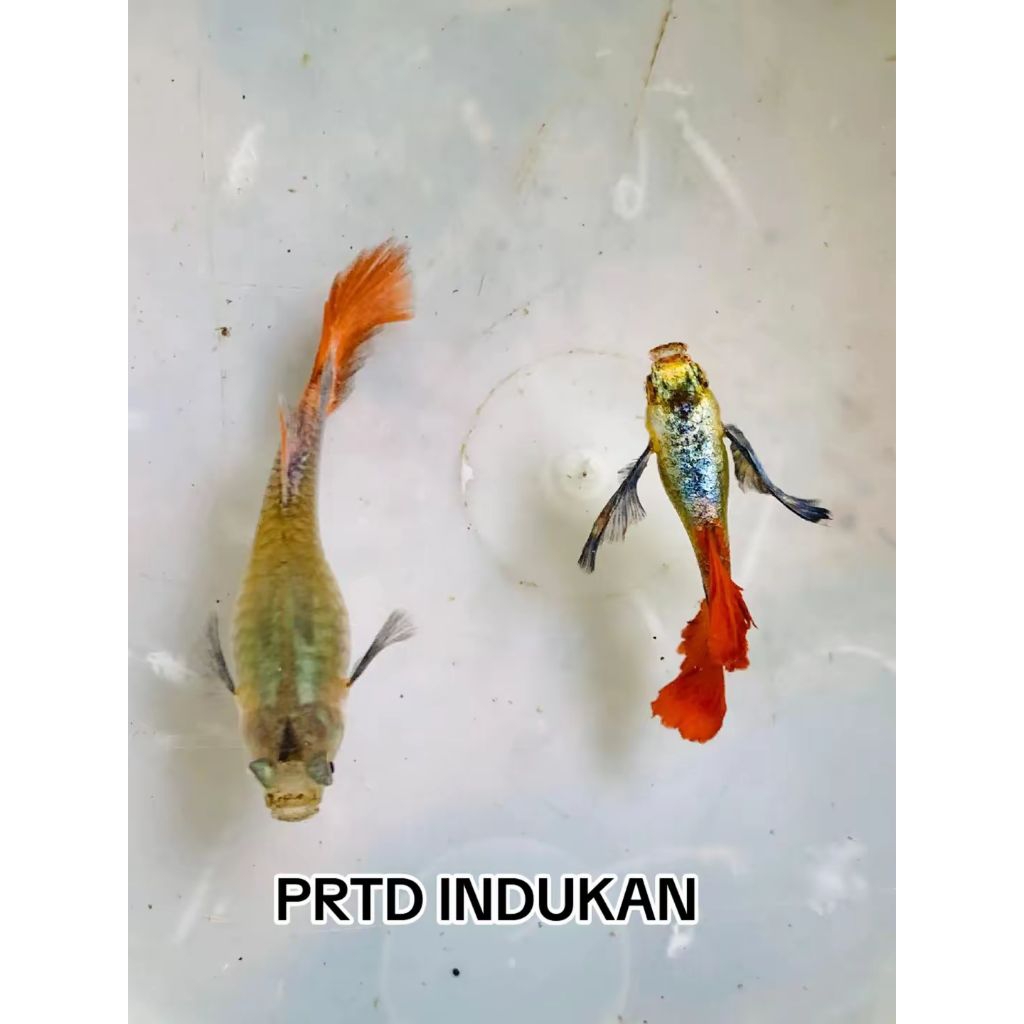 GUPPY PRTD INDUKAN