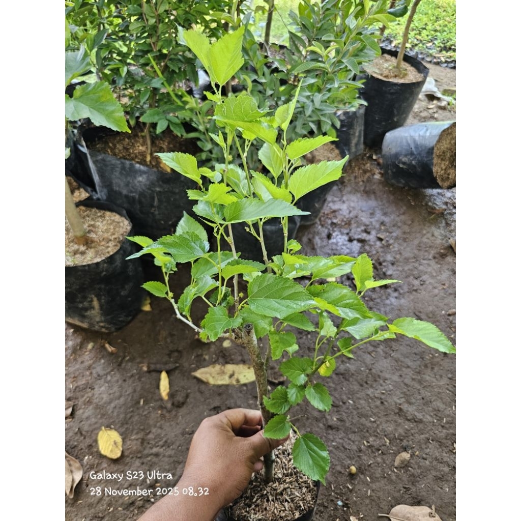 Bibit murbei cangkok terlaris