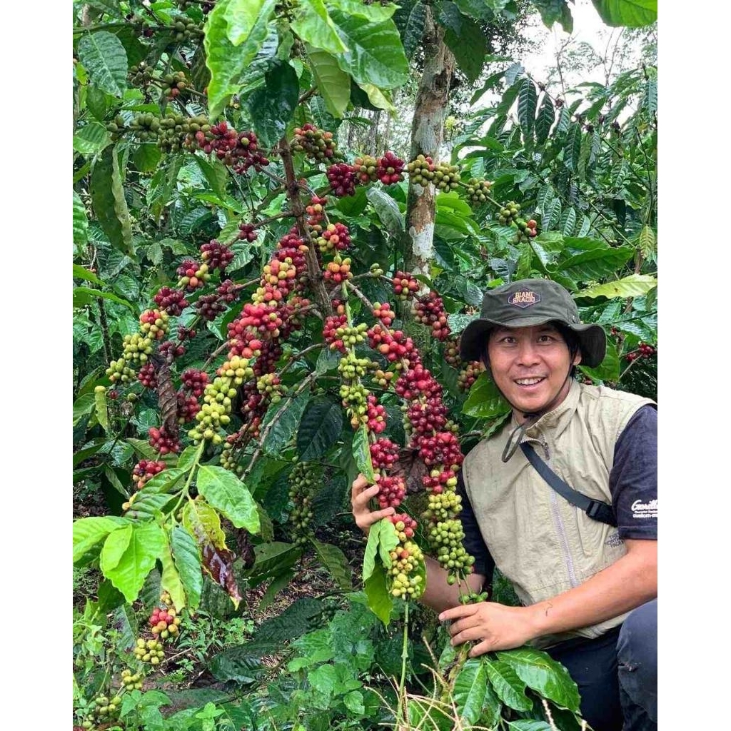 Bibit kopi robusta unggul klon lokal bagio arsyad
