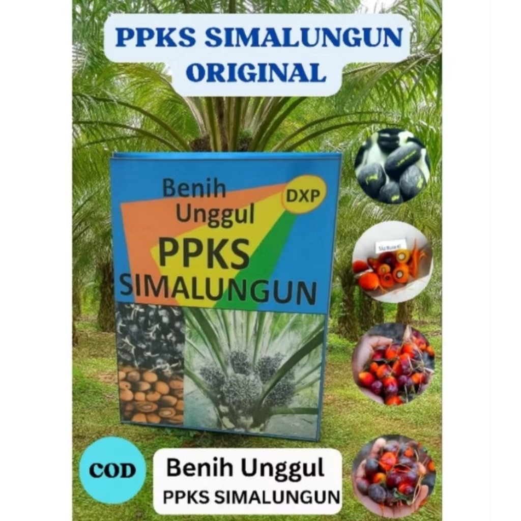 bibit sawit unggul ppks Simalungun 250butir