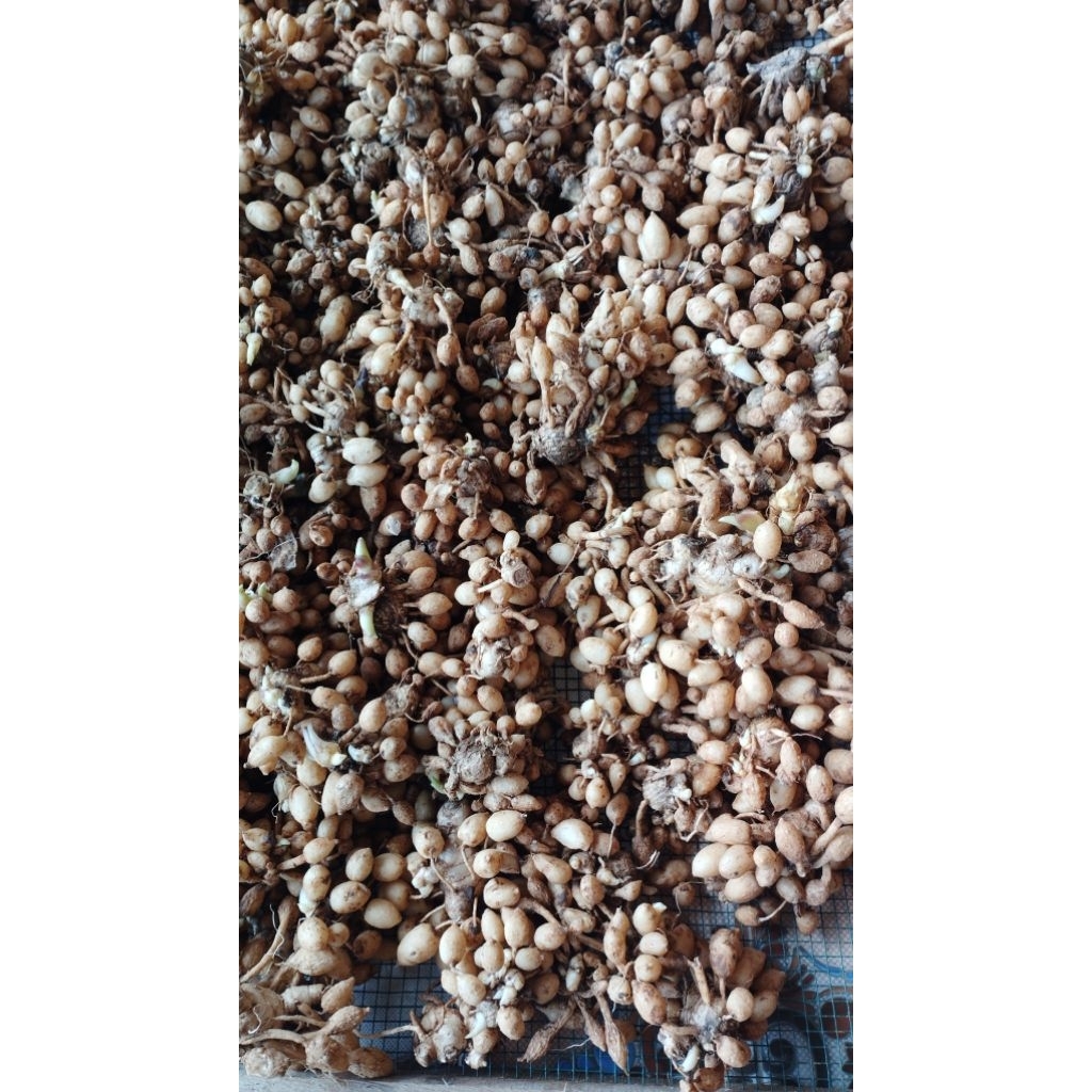 kunyit putih/kunyit gombyok 1kg