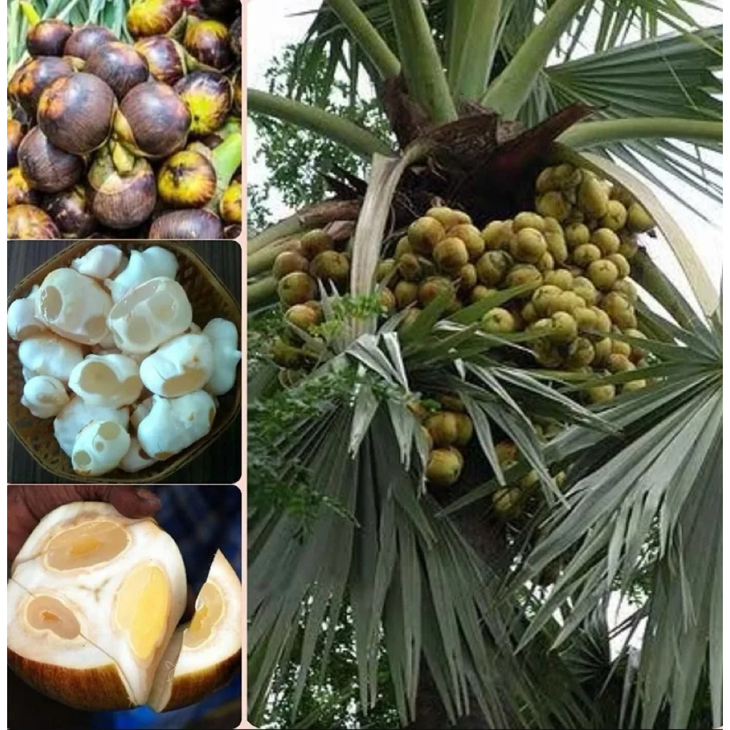 BUAH LONTAR / BUAH SIWALAN UTUH GELONDONGAN