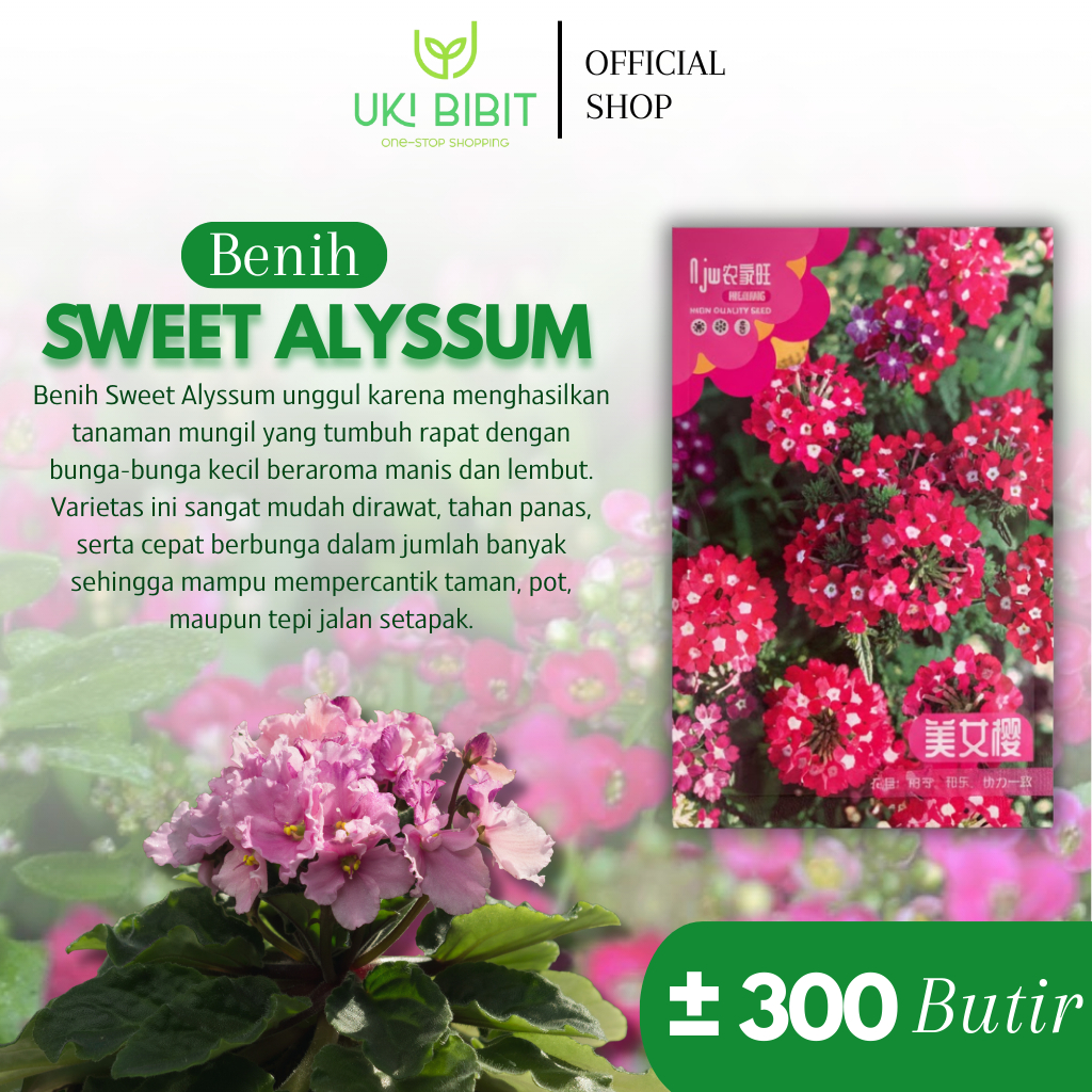 Kemasan Original | Benih Biji Bunga Sweet Alyssum | Alison Flower