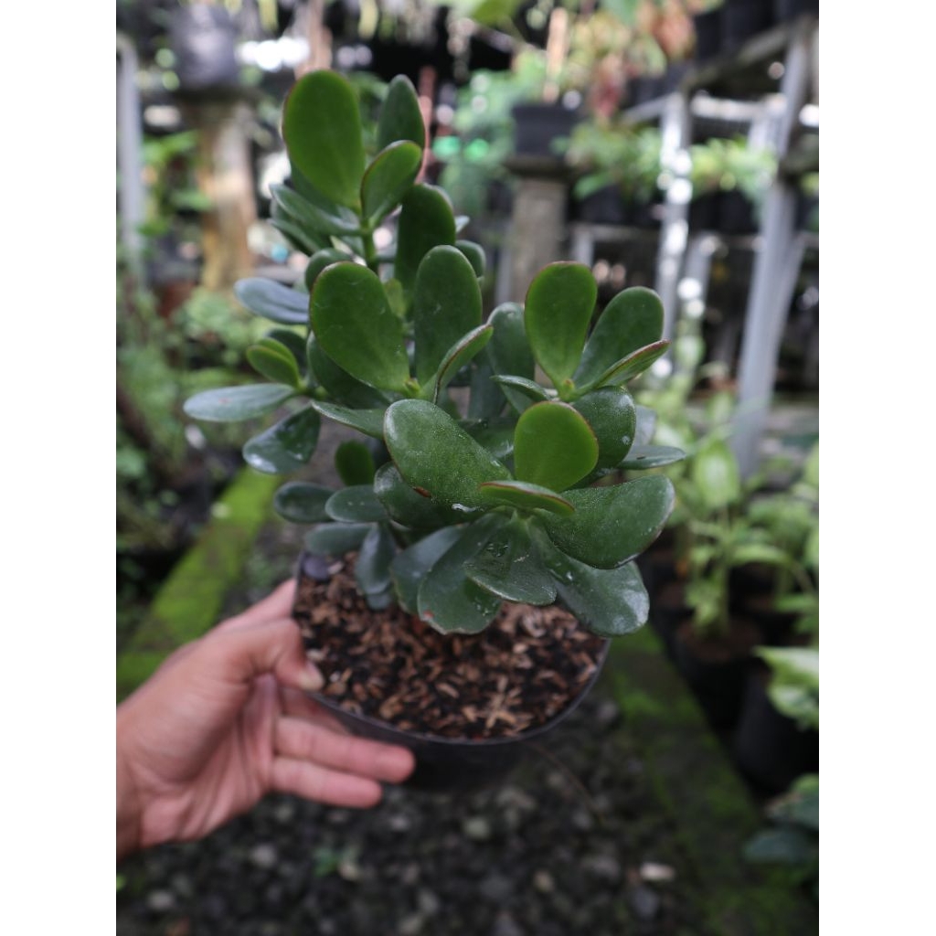 Jade plant | Sukulen giok | Tanaman Feng shui (Crassulla ovata)