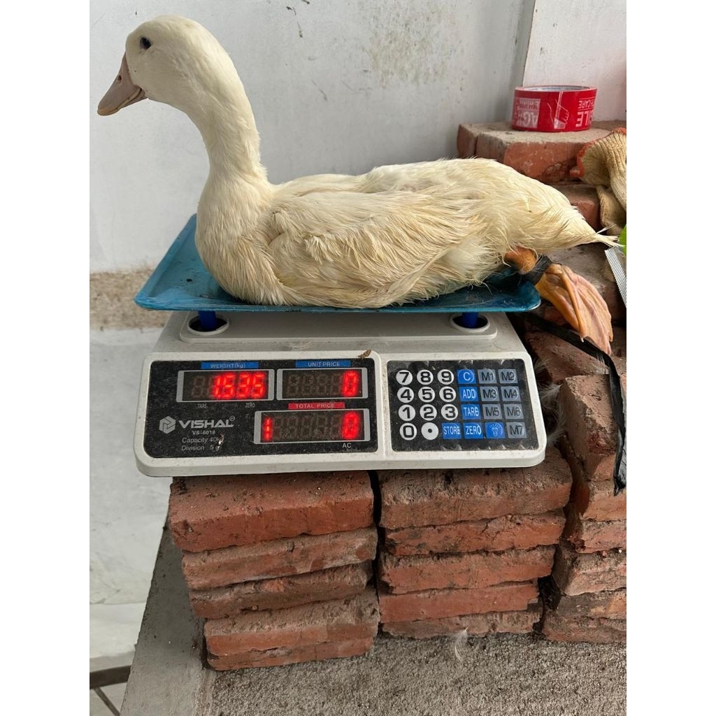 BEBEK PEKING HIDUP/SIAP POTONG BERSIH