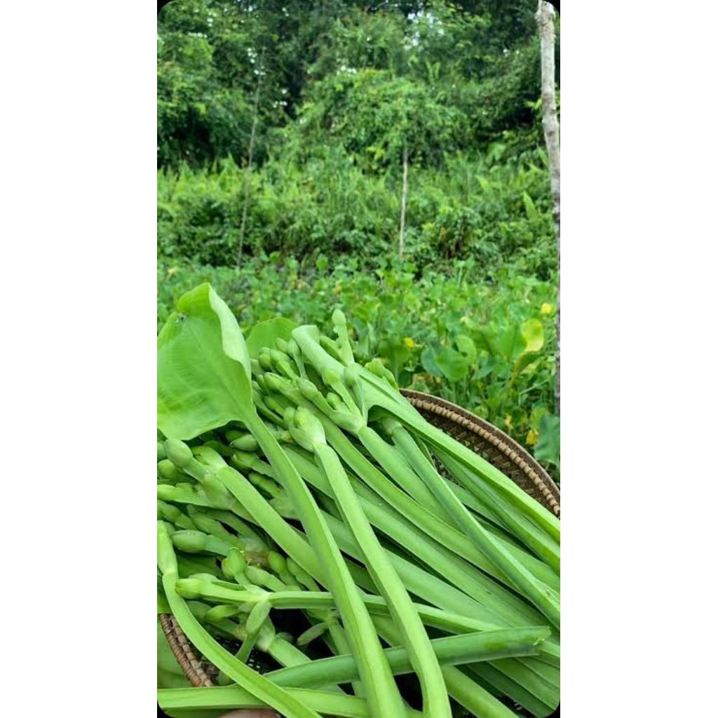 genjer segar sayuran genjer 250gram